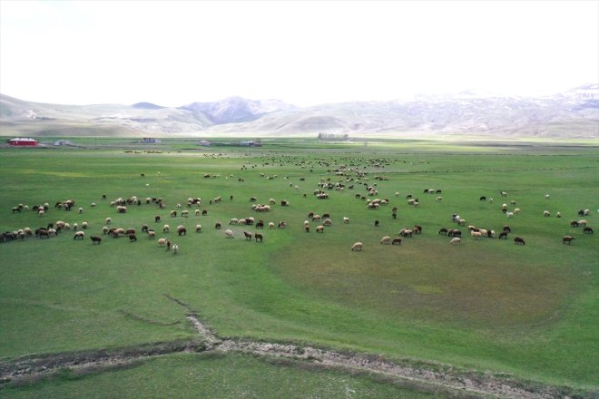 meraya hayvanlar Ağrı