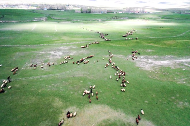 eridiği meraya karların çıkarılmaya hayvanlar geç başlandı köylerde Ağrı
