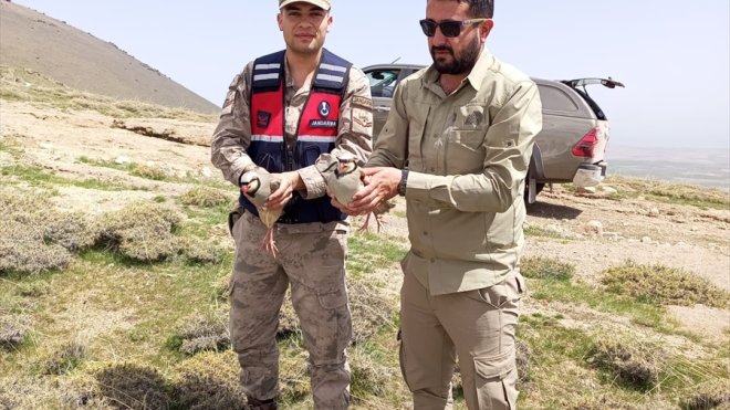 BİTLİS - Kaçak keklik avlayan 2 kişiye 63 bin lira ceza uygulandı1