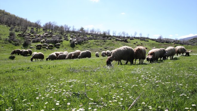 Bitlis'te besiciler hayvanlarını meralara çıkarmaya başladı