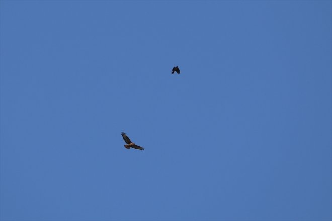 Ağrı sulak hareketlendi alan mola veren gelip Afrika