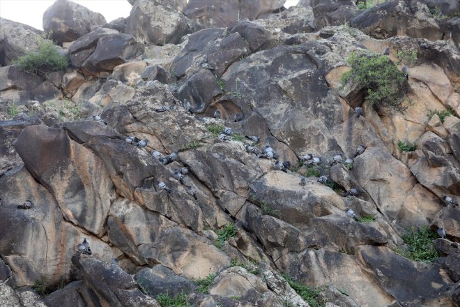 - mola IĞDIR alan veren Afrika