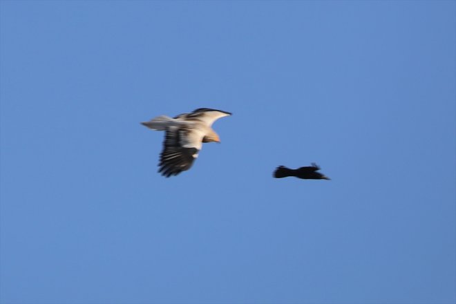 mola gelip sulak Dağı