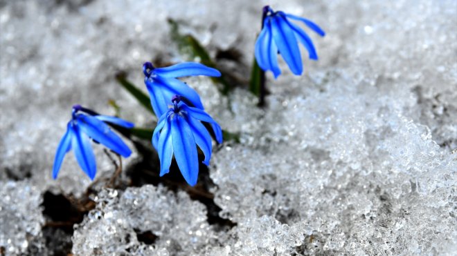 KARS - Baharın müjdecisi çiçekler açmaya başladı1