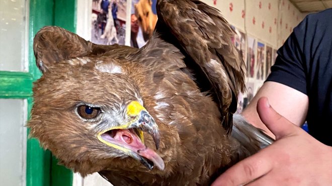 KARS - Yaralı bulunan kızıl şahin tedavisinin ardından doğaya salınacak1