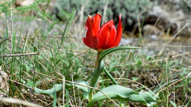 MALATYA - Doğaseverlerden Beydağı eteklerine yürüyüş1