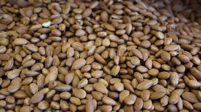 Tescilli kayısı çekirdeği ihracatından yılın ilk çeyreğinde 3,7 milyon dolarlık gelir