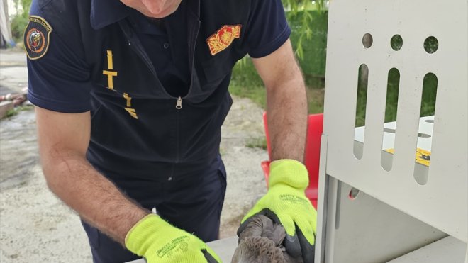 Malatya'da yaralı bulunan şahin koruma altına alındı