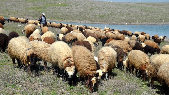 Muşlu besiciler baharın gelmesiyle hayvanlarını merada otlatmaya başladı
