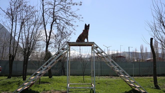 MUŞ - Özel eğitimli dedektör köpekler operasyonlarda jandarmaya güç katıyor1
