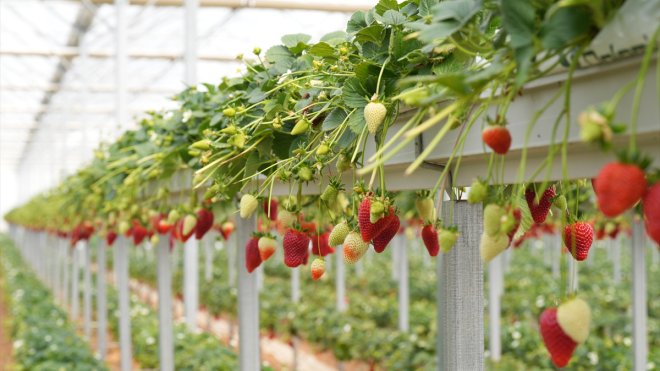 Paladyum Tarım topraksız tarımla 200 tondan fazla üretim yapıyor1