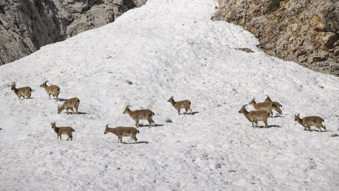 Tunceli'nin Munzur Dağları'nda yaşayan yaban keçileri sürü halinde görüntülendi