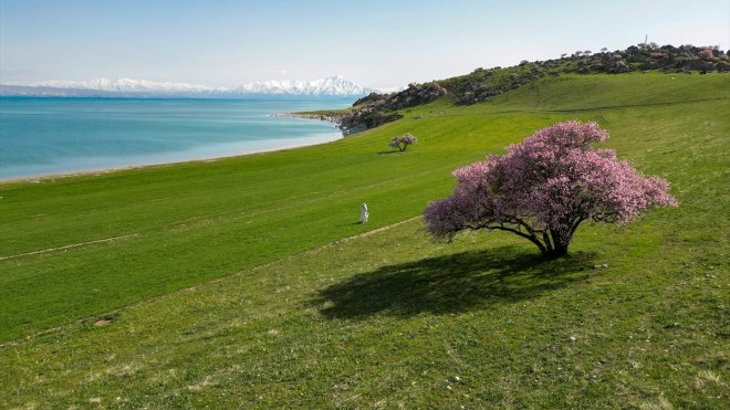 VAN - (DRON) Çiçek açan kayısı ve badem ağaçları Van Gölü kıyılarına renk kattı1
