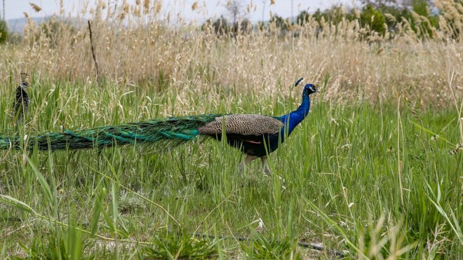 Hakkari'de el konulan tavus kuşları Van'da koruma altına alındı