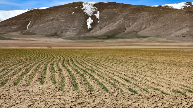 Van'daki yağışlar yem bitkisi üreticilerini ve besicileri sevindirdi