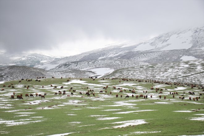 kar, bir mesailerine çobanlar zorlu yanı dağlarda başladı Ağrı