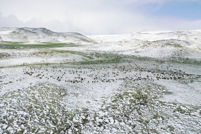 yayla kara göçerler yakalandı Ağrı