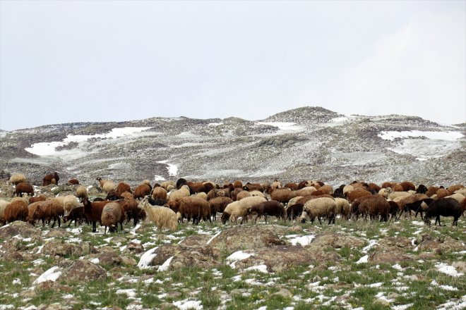 yolundaki sürüleriyle Ağrı