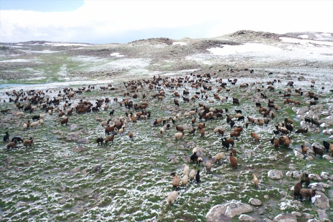 yayla sürüleriyle kara Ağrı