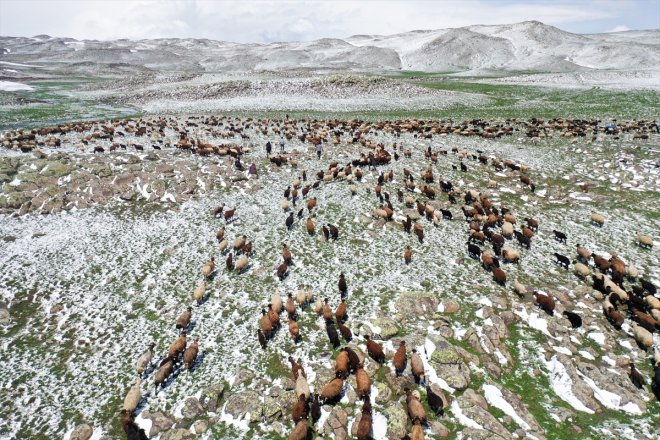 yakalandı yayla yolundaki sürüleriyle göçerler Ağrı