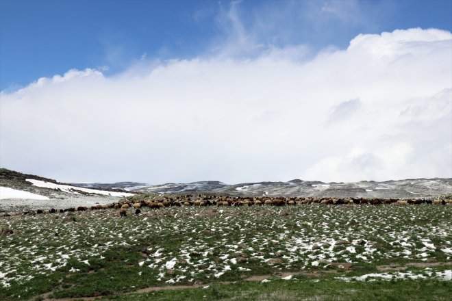 göçerler yolundaki sürüleriyle yayla Ağrı