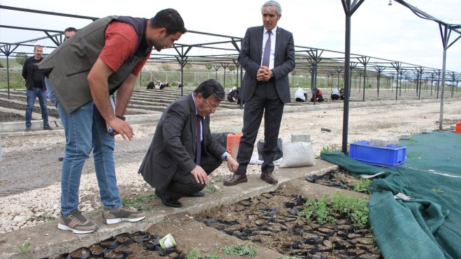 AK Parti Van Milletvekili Türkmenoğlu fidan üretim tesisine ziyaret etti