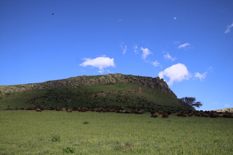 Baharın geldiği Ağrı