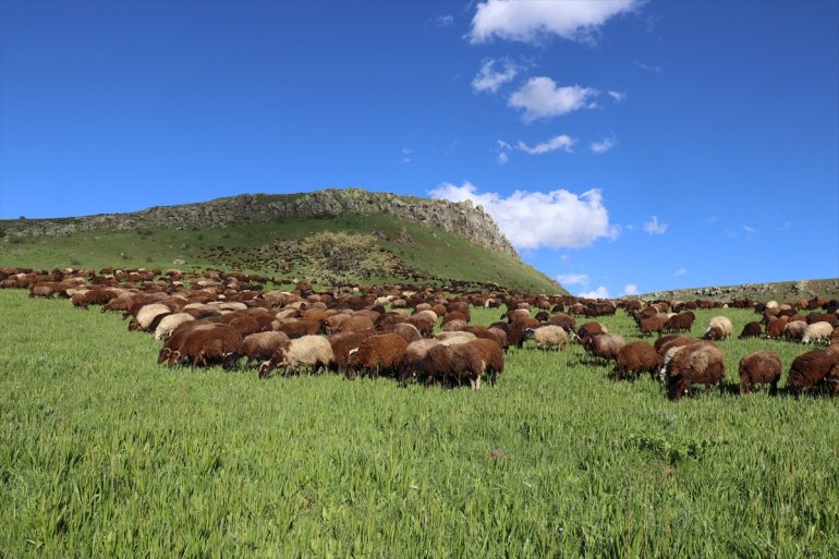 Baharın geldiği Ağrı