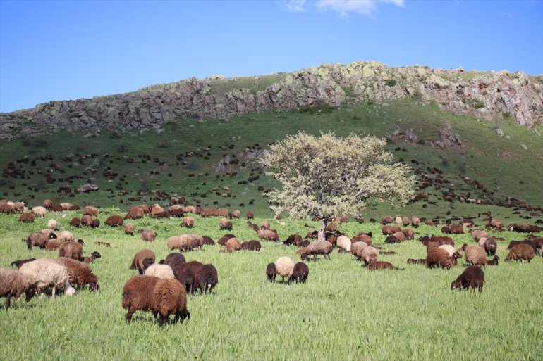 Baharın geldiği Ağrı