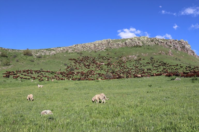 Baharın geldiği Ağrı