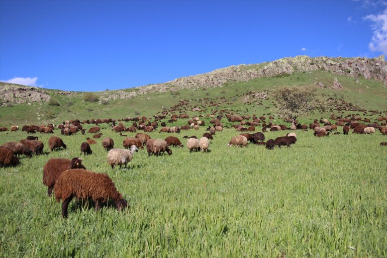 Baharın geldiği Ağrı