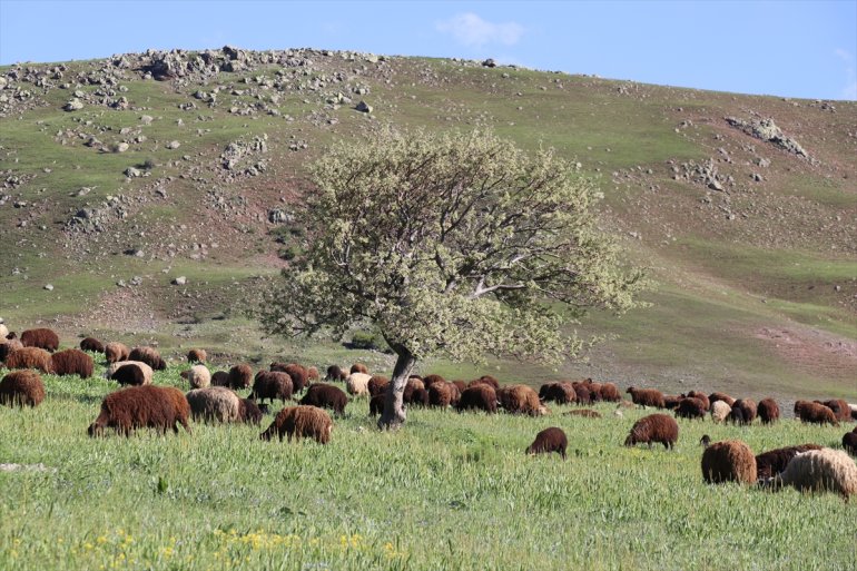 Baharın geldiği Ağrı