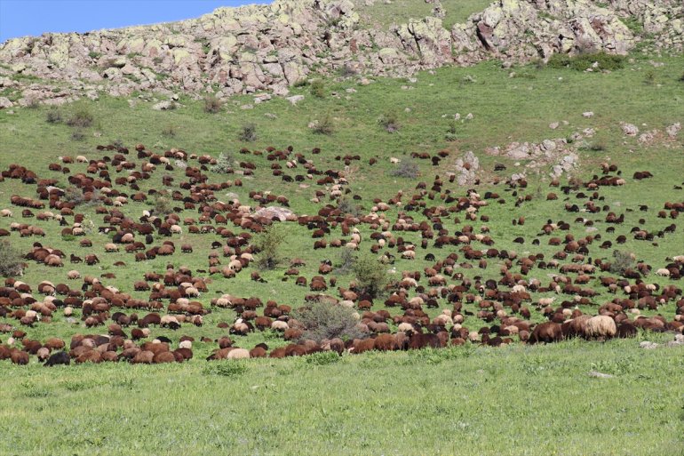 Baharın geldiği Ağrı