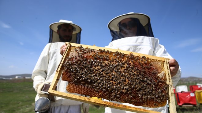 Olumlu hava koşulları Bingöllü arıcıları yüksek verim için umutlandırdı