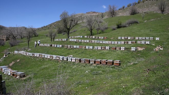BİTLİS - Arıların yeteri kadar nektar alamaması koloni kayıplarına yol açıyor1