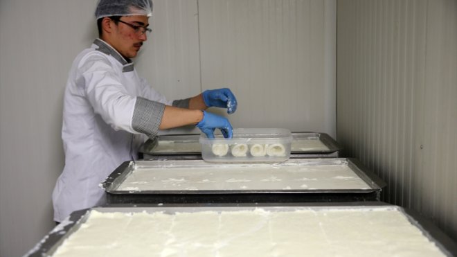 Bitlis'te üretilen manda sütü devlet desteğiyle kurulan tesiste ürüne dönüştürülüyor