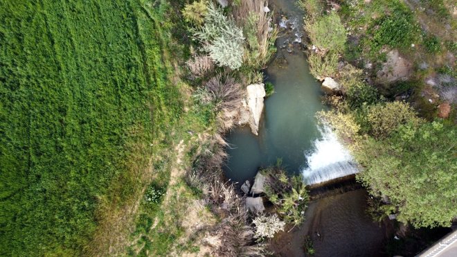 Bol yağışla derelerde yükselen debi siraz balığının üreme yolculuğuna hız kattı