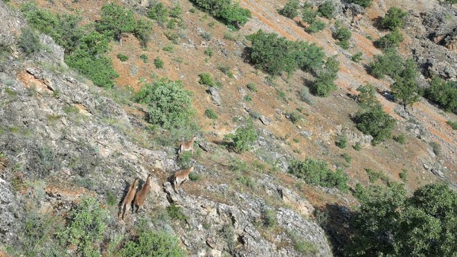 Elazığ'da terk edilmiş mezrada dağ keçileri dronla görüntüledi