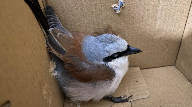 Erzurum'da bakımı tamamlanan kızıl sırtlı örümcek kuşu doğaya salındı