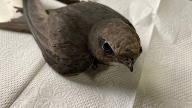 Erzurum'da bitkin bulunan ebabil kuşu bakımının ardından doğaya bırakıldı