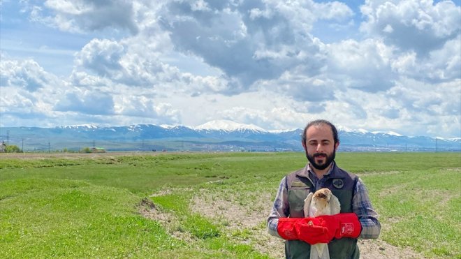 Erzurum'da bitkin bulunan küçük kartal, bakımının ardından doğaya bırakıldı