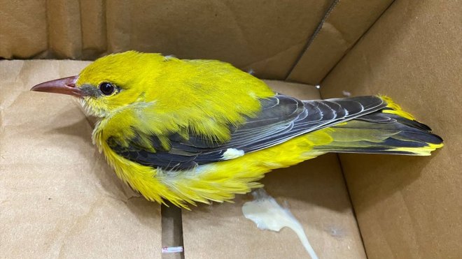 ERZURUM - Bitkin bulunan sarıasma, bakımının ardından doğaya bırakıldı1