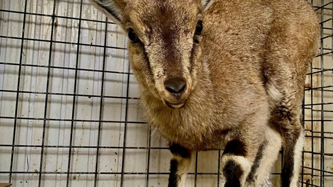 Doğada bitkin bulunan yaban keçisi yavrusu koruma altına alındı