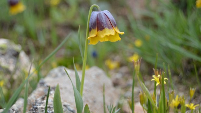 Karayazı'ya özgü ters laleyi 2 bin rakımda fotoğrafladılar