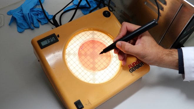 Su canlıları araştırmasında balık beyninde mikroplastik parçacıklar belirlendi