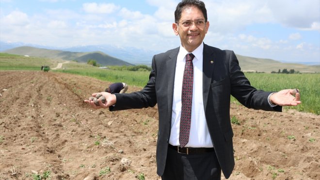 Erzurum'un Pasinler Ovası'nda mor patates üretilmeye başlandı