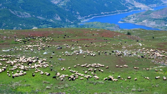 Göçerlerin çevre illerden Muş'taki yaylalara yolculuğu sürüyor