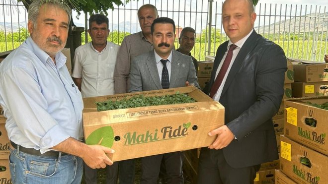 Kale'de üreticilere sebze fidesi dağıtıldı