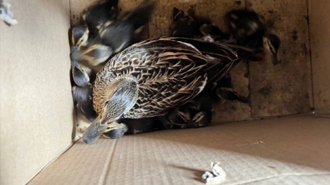 Kars'ta atletizm sahasında dünyaya gelen ördekler doğaya bırakıldı