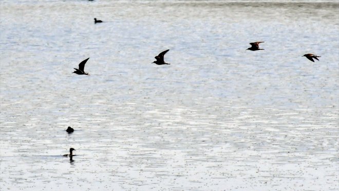 KARS - Buzları çözülen Asboğa Gölü göçmen kuşlarla şenlendi1